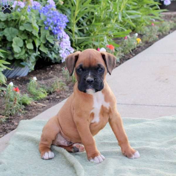 Rocket, Boxer Puppy