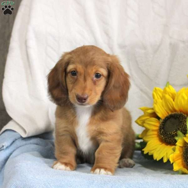 Rocky, Dachshund Puppy