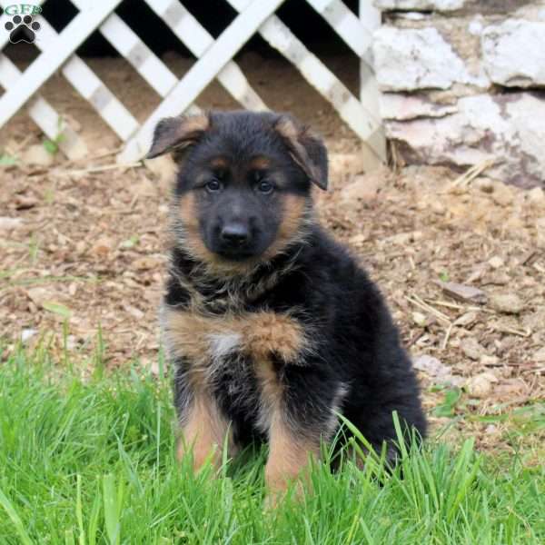 Rocky, German Shepherd Puppy