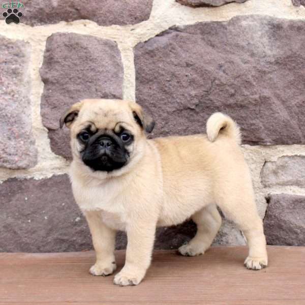 Rocky, Pug Puppy