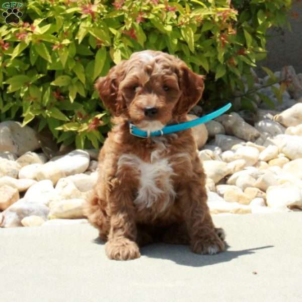 Rocky, Cavapoo Puppy