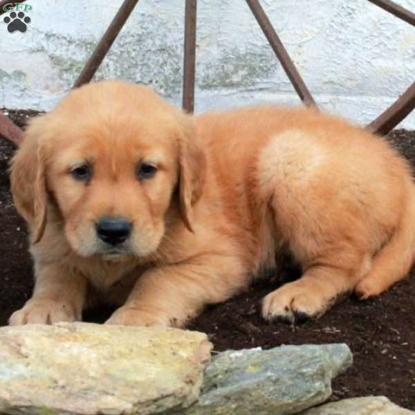 Rocky, Golden Retriever Puppy