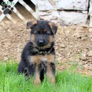 Rocky, German Shepherd Puppy