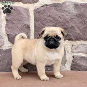 Rocky, Pug Puppy