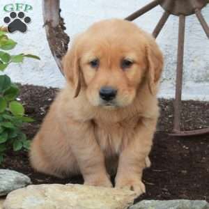 Rocky, Golden Retriever Puppy