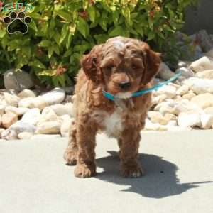 Rocky, Cavapoo Puppy