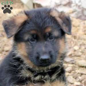 Rocky, German Shepherd Puppy
