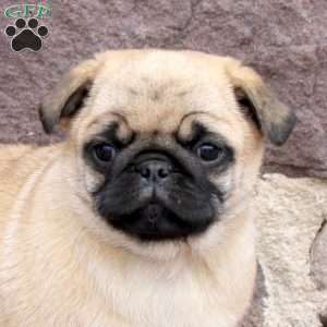 Rocky, Pug Puppy