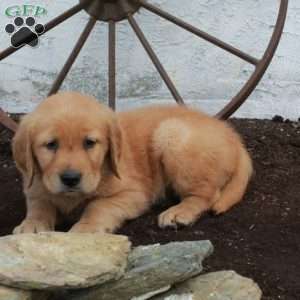 Rocky, Golden Retriever Puppy