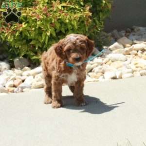 Rocky, Cavapoo Puppy