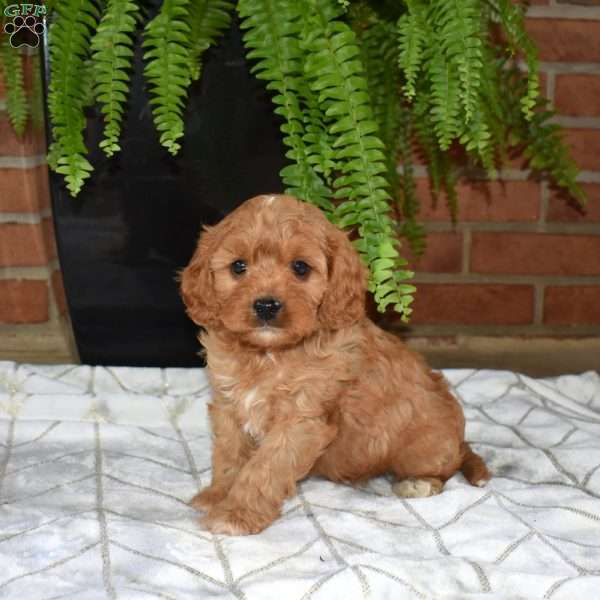 Rodeo, Cavapoo Puppy