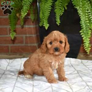 Rodeo, Cavapoo Puppy