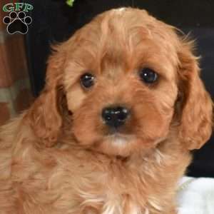 Rodeo, Cavapoo Puppy