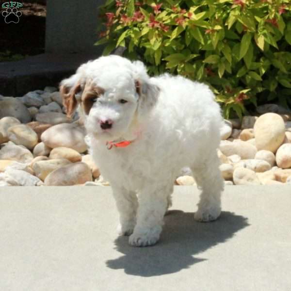 Rodger, Cavapoo Puppy