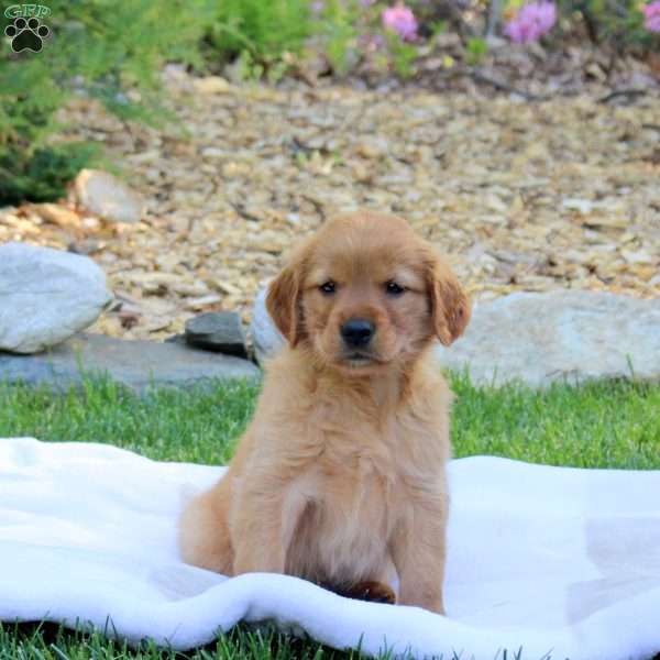 Rodger, Golden Retriever Puppy