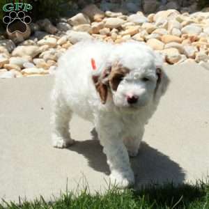 Rodger, Cavapoo Puppy