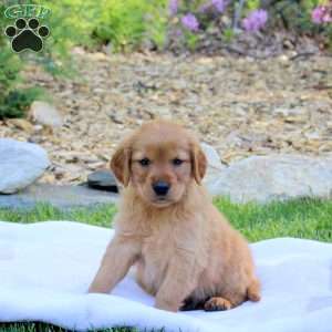 Rodger, Golden Retriever Puppy