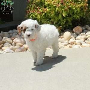 Rodger, Cavapoo Puppy