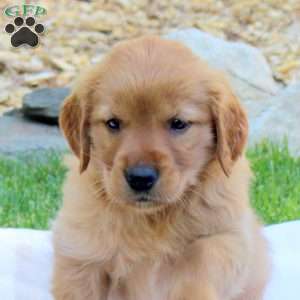 Rodger, Golden Retriever Puppy