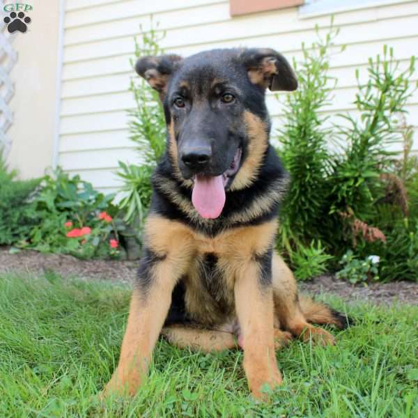 Roman, German Shepherd Puppy