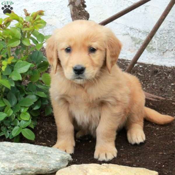 Rory, Golden Retriever Puppy