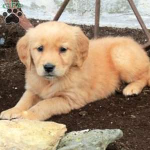 Rory, Golden Retriever Puppy