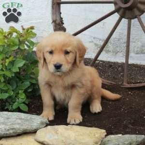 Rory, Golden Retriever Puppy