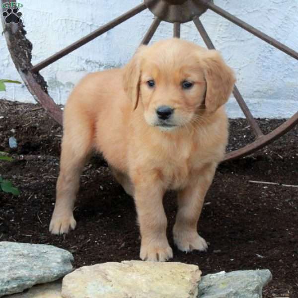 Rosa, Golden Retriever Puppy