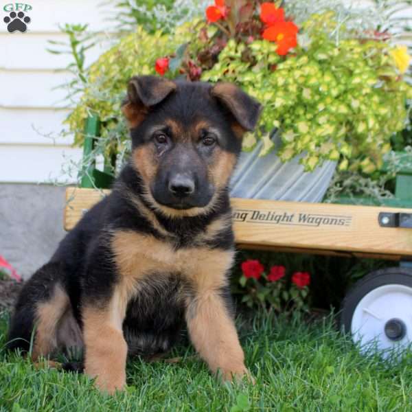 Rosa, German Shepherd Puppy
