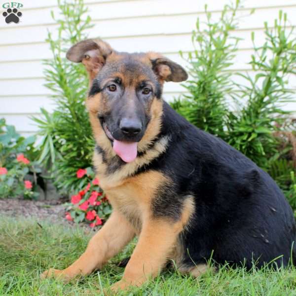 Rosa, German Shepherd Puppy