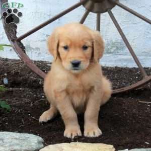 Rosa, Golden Retriever Puppy