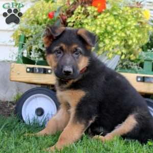 Rosa, German Shepherd Puppy