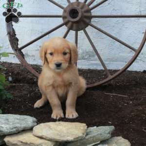 Rosa, Golden Retriever Puppy