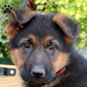 Rosa, German Shepherd Puppy