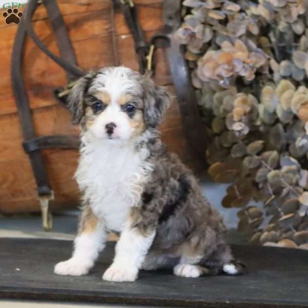 Rosa, Miniature Poodle Mix Puppy