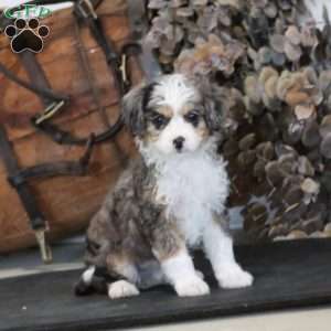 Rosa, Miniature Poodle Mix Puppy
