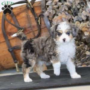 Rosa, Miniature Poodle Mix Puppy