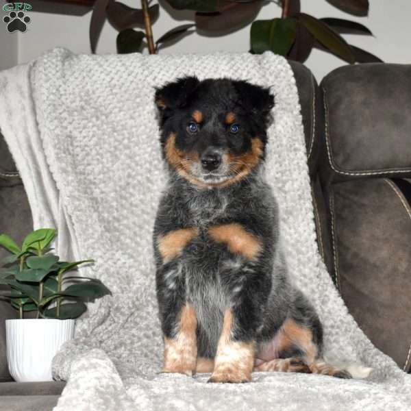 Rose, Blue Heeler – Australian Cattle Dog Puppy