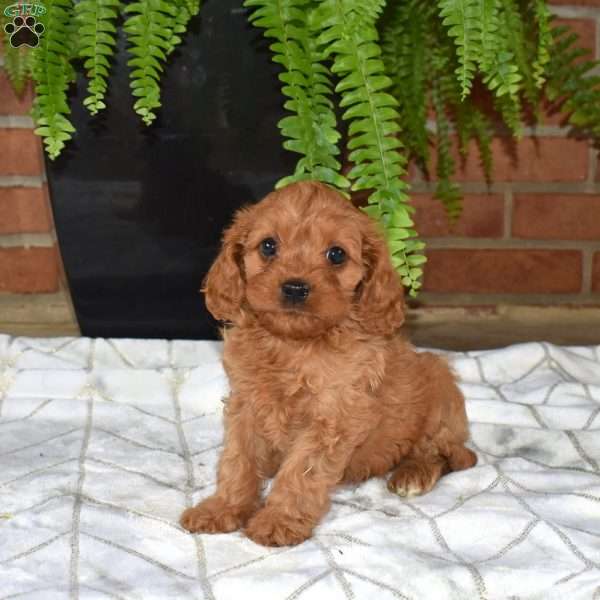 Rose, Cavapoo Puppy