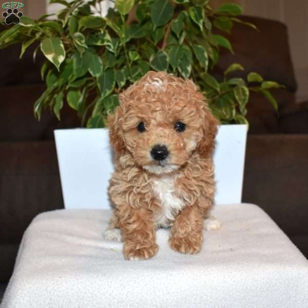 Rose, Toy Poodle Puppy