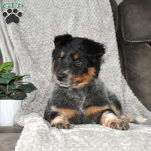 Rose, Blue Heeler – Australian Cattle Dog Puppy
