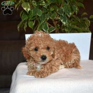 Rose, Toy Poodle Puppy
