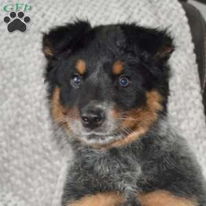 Rose, Blue Heeler – Australian Cattle Dog Puppy