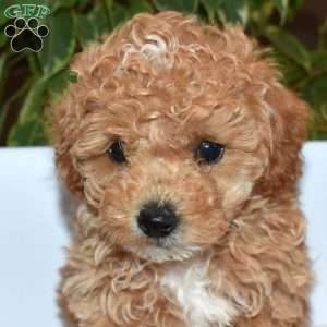 Rose, Toy Poodle Puppy