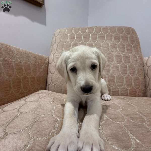 Rosey, Labradoodle Puppy