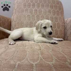 Rosey, Labradoodle Puppy