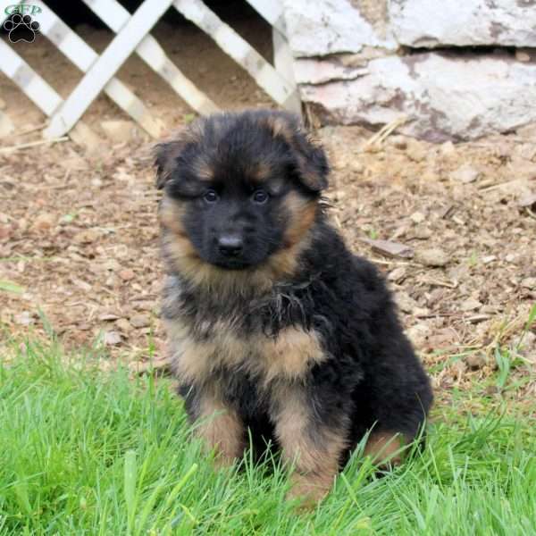 Rosie, German Shepherd Puppy