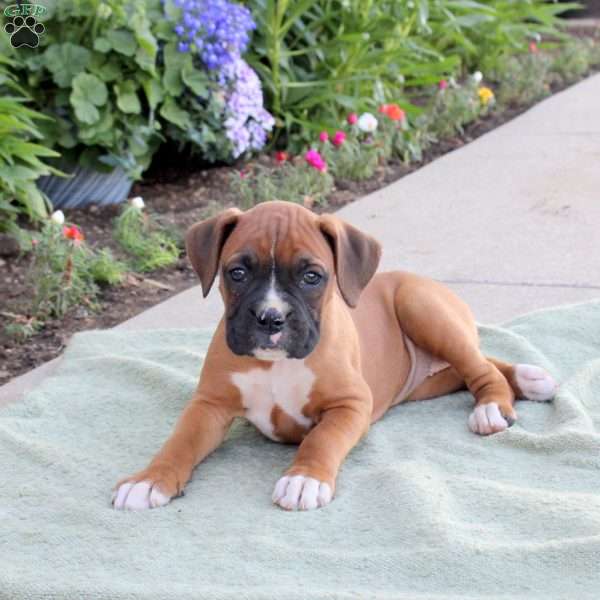 Rosie, Boxer Puppy