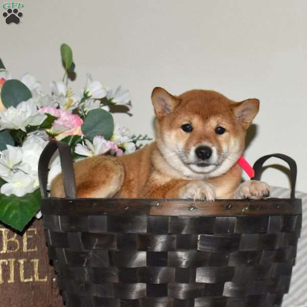 Rosie, Shiba Inu Puppy