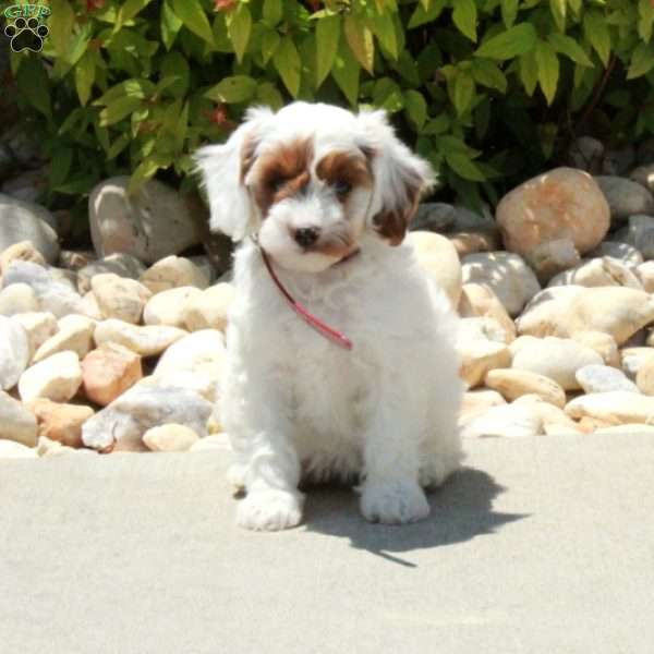 Rosie, Cavapoo Puppy